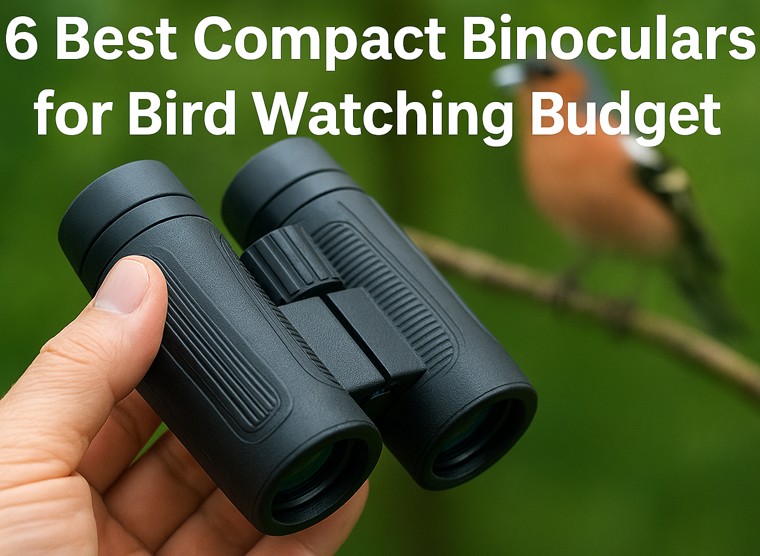 6 Best Compact Binoculars for Bird Watching Budget