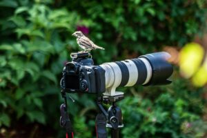 Best Camera Lens for Wildlife Photography​