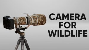 Choosing the Best Camera for Wildlife Photography is about finding the right balance between performance, reliability, and creative freedom in the wild. From capturing a lion at dawn to freezing the motion of birds in flight, the Best Camera for Wildlife Photography empowers photographers to document nature exactly as it unfolds.
