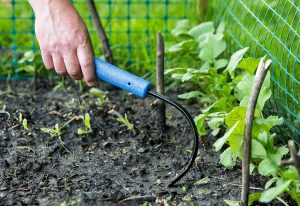CobraHead Original Weeder & Cultivator Review